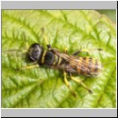 Ectemnius lituratus - Grabwespe w05.jpg